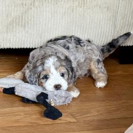 Amethyst - Tri-color female Bernedoodle puppy in Roy, Utah from Doodles are Amazing