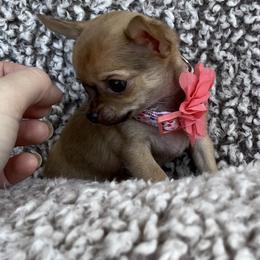 Chihuahua Puppies from Sophia Jade's Chi Brigade