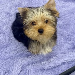 Yorkshire Terrier Puppies from The Royal Yorkie Den LLC
