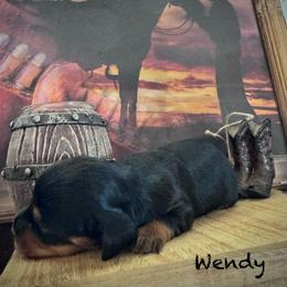 Wendy - Black and tan female Dachshund puppy in Duncan, Arizona from Bootheel Doxies