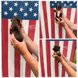 Brindle Boy 2 - Brindle male Boxer puppy in Evington, Virginia from Buffalo Creek Boxers