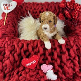 Goldendoodle Puppies from Maryland Designer Doodles