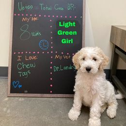Girl 5 - Goldendoodle puppy in Gonzales, Louisiana from Honey Dream Doodles