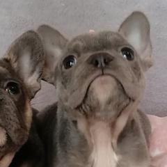 French Bulldogs from Tara Hill's French Bulldogs