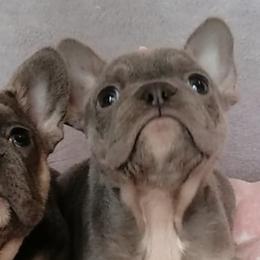 French Bulldogs from Tara Hill's French Bulldogs