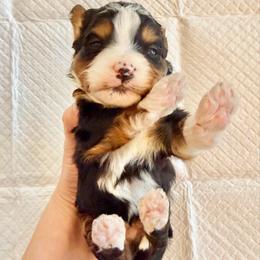 Traditional Tricolor - Tri-color male Bernedoodle puppy in Brooksville, Florida from Kruger Doodles