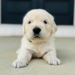 Boy 6 - Light golden male Golden Retriever puppy in Piqua, Ohio from Golden’s of Remington Fields