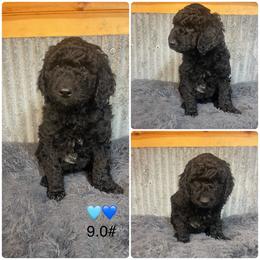 Mint collar - Black male Goldendoodle puppy in Clarksville, Iowa from Iowa Heartland Doodles