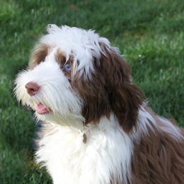 Harper Rae - Australian Labradoodle