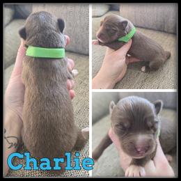 Charlie - Red and white male Siberian Husky puppy in Wheeler, Michigan from Haase Family Kennels