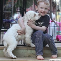 Clumber Spaniel and Irish Red and White Setter Puppies from NyaStar & Chequamegon