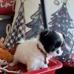 CHRISTMAS CAROL - Black and white female Chihuahua puppy in Richmond, Virginia from Bayberry ChihuahuasTM