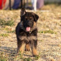 German Shepherd Puppies from vom Gannett