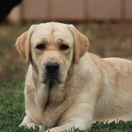 Ginger - Labrador Retriever