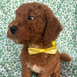 Rochabeau - Red  male Goldendoodle puppy in Camden, North Carolina from Oopsie Doodles of NC