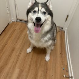 Reo - Siberian Husky
