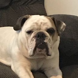 Penny - Bulldog