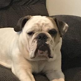 Penny - Bulldog