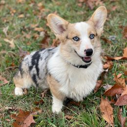Marley - American Corgi