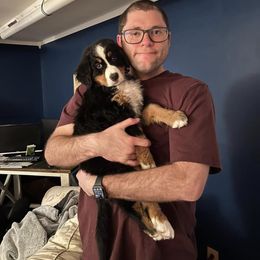 Bernese Mountain Dog Puppies from Lonesome Pine Farm