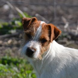 Malie  - Jack Russell Terrier