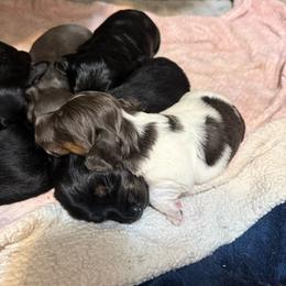 Blue and tan piedbald - Blue and tan male Dachshund puppy in Centralia, Washington from FairyTail Dachshunds