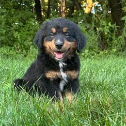 Furbie - Black and rust male Bernese Mountain Dog puppy in Dundee, Ohio from Steinhaus Dogs