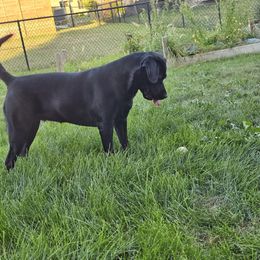 Waffles - Labrador Retriever