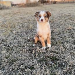 Olympus - male Australian Mountain Doodle puppy in Inola, Oklahoma from Blue Stem Companions