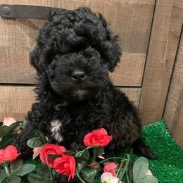 Belle - Black female Cockapoo puppy in Atco, New Jersey from Flannery’s lucky pup’s🍀