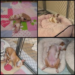 Ibizan Hound Puppies from Someday Ibizans