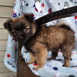 Capri - Beaver sable male Pomeranian puppy in Pass Christian, Mississippi from Cristina Cammarota