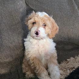 Marcie - Apricot female Aussiedoodle puppy in Cumberland, Rhode Island from W Doodle Crew
