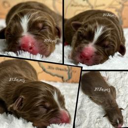 1 Legacy - Red tri-color male Australian Shepherd puppy in Huntington, Texas from JKKJ Farms, LLC