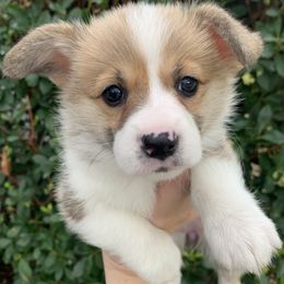 Pembroke Welsh Corgi Puppies from Rain City Corgis