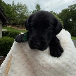 Green Collar Black Male - Black female Labrador Retriever puppy in Gainesville, Georgia from Rucker Retrievers