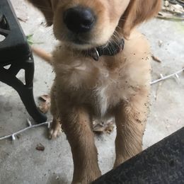 Golden Retriever Puppies from Golden Acres LLC
