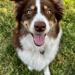 Gypsy - Australian Shepherd