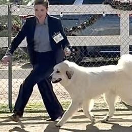 Great Pyrenees from McCarthy Ranchette LLC