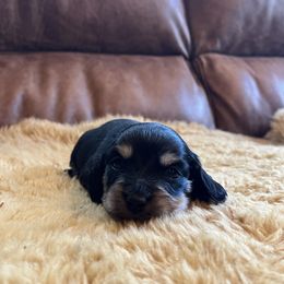 Dachshund Puppies from Wet Mountain Weenie Dogs