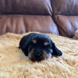 Dachshund Puppies from Wet Mountain Weenie Dogs