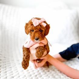 Mira - Red  female Goldendoodle puppy in Springville, Utah from Happy Doodle