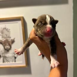 Boy 2 - Red and white male Siberian Husky puppy in Pelham, Alabama from Tails & Belles Dog Breeding