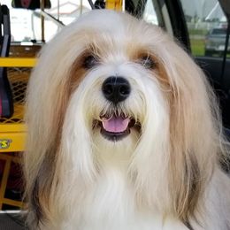 Sterling - Havanese