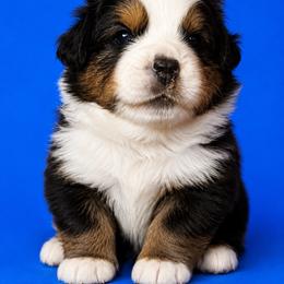 Thunder - Black tri-color male Australian Shepherd puppy in Marshall, Virginia from Aussie Tales Farm