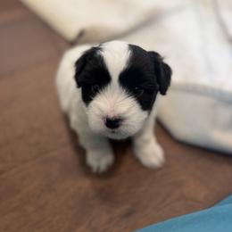 Boy 3 - Black and white male Coton de Tulear puppy in Vancouver, Washington from Uptown Cotons