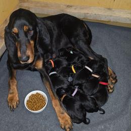 Red Collar - Black and tan male Black and Tan Coonhound puppy in Ephraim, Utah from Wanderlust Coonhounds