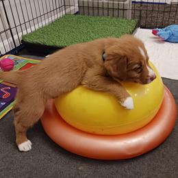 Nova Scotia Duck Tolling Retriever Puppies from Red Hill Tollers