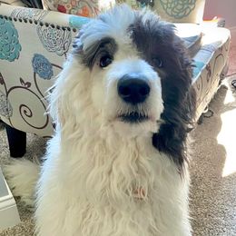 Sheepadoodles from Mendenhall’s Sheepadoodle’s