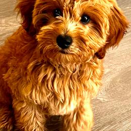 Goldendoodles from Back Door Doodles